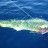 Small dolphinfish